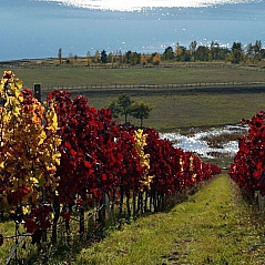 Weingut Nähe Marina Muecheln